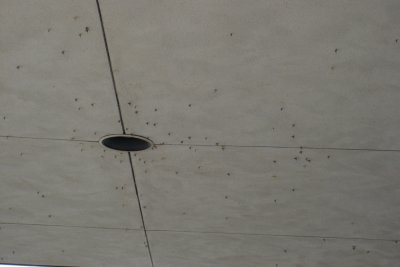 0606/castellanibugsonceiling0809.jpg