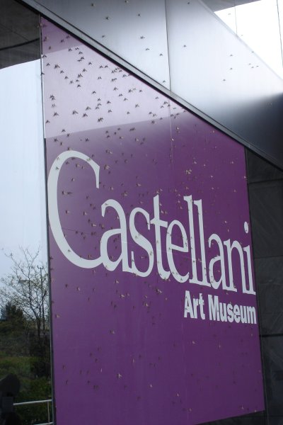 0606/castellanibugsonsign0835.jpg