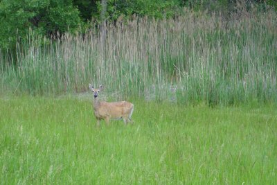 0606/deer11607.jpg