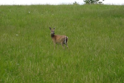 0606/deer21629.jpg