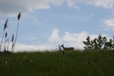 0606/deer31747.jpg