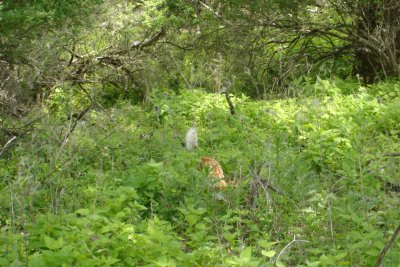 0606/deer41839.jpg