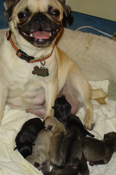 0607/Avaandherpups0611.jpg