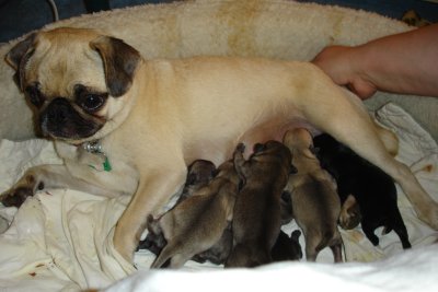 0607/Avafeedingpups0611.jpg