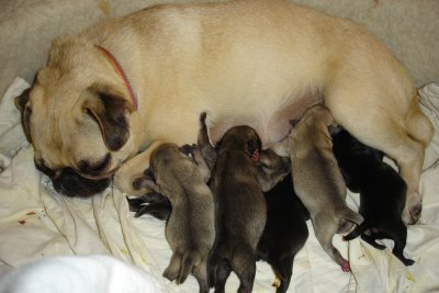 0607/Avafeedingpups20611.jpg