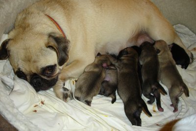 0607/Avafeedingpups30611.jpg