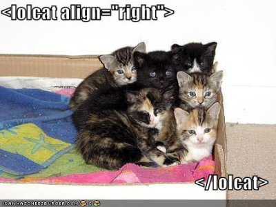 0607/Lolcatalignr0620.jpg