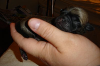 0607/Pupinmypaw0611.jpg