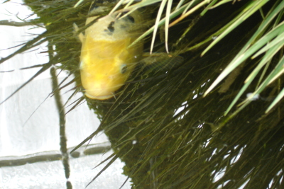 0609/Fishie0612.jpg 0609/Fishie0612.jpg