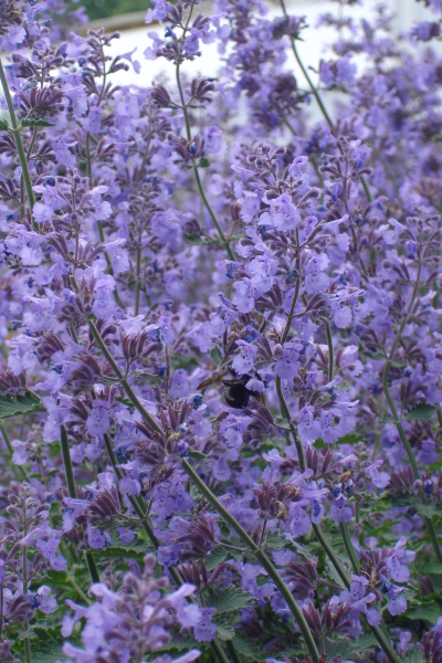 0609/Lavenderbee0612.jpg 0609/Lavenderbee0612.jpg