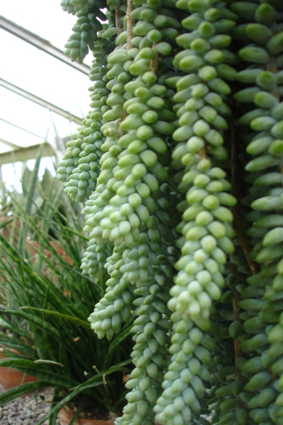 0609/Suculent0612.jpg 0609/Suculent0612.jpg