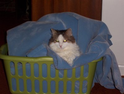 0705/diamondinlaundrybasket2831.jpg 0705/diamondinlaundrybasket2831.jpg