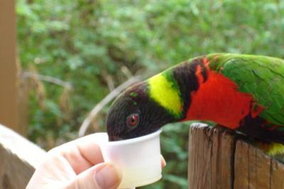 0705/leefeedingbirdies24315.jpg 0705/leefeedingbirdies24315.jpg