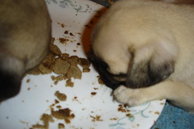 0707/Avaspupasleepinfood0725.jpg