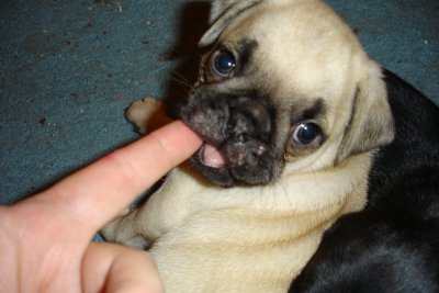 0707/Avaspupchewing0725.jpg