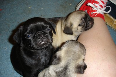 0707/Avaspupsdrowsy0725.jpg