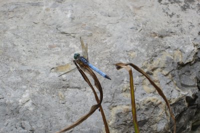 0707/Dragonfly0729.jpg