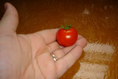 0707/Firsttomato070727.jpg