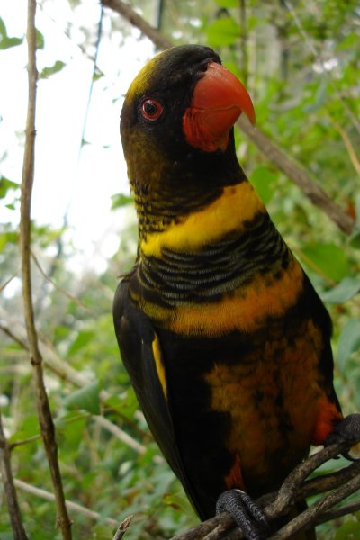 0806/orangebird3450.jpg 0806/orangebird3450.jpg