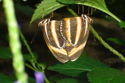 0807/Butterflies2upsidedown0825.jpg