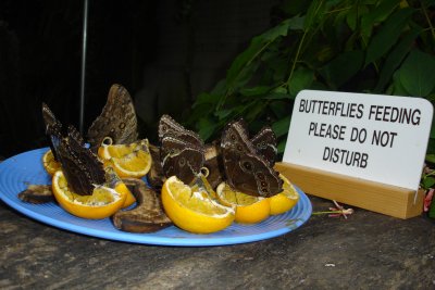 0807/Butterflieseating0825.jpg