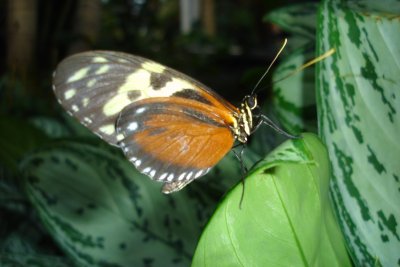 0807/Butterfliesorangeone0825.jpg