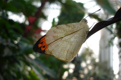0807/Butterflyorangetip0825.jpg