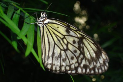 0807/Butterflywhiteone0825.jpg