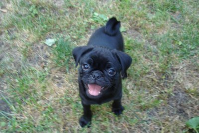 0807/Puppiesblackfemale0819.jpg
