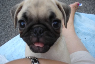 0807/Puppiesdarkfemale0819.jpg
