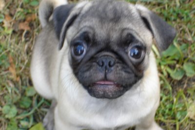 0807/Puppiesdarkonelookingup0819.jpg