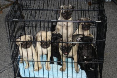 0807/Puppiesincrate0819.jpg