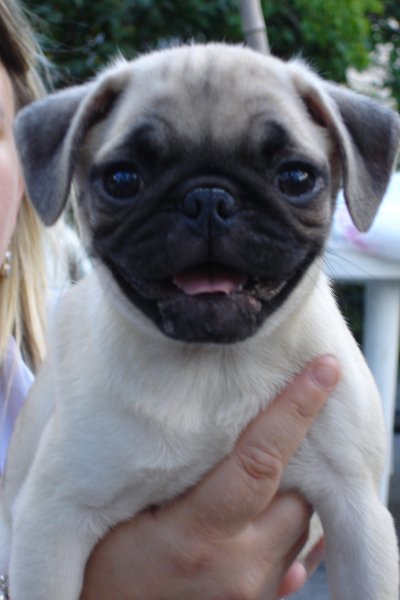 0807/Puppieskirstenholding0819.jpg