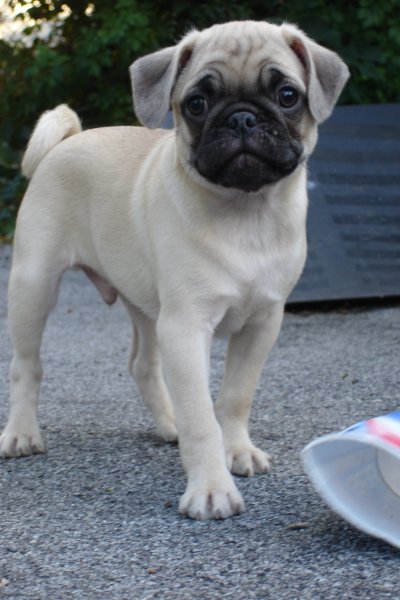 0807/Puppieslightmale0819.jpg