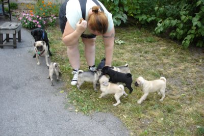 0807/Puppiesnolanandavahumping0819.jpg