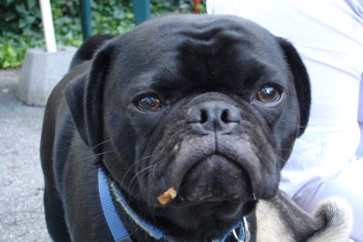 0807/Puppiesnolanwithleaf0819.jpg