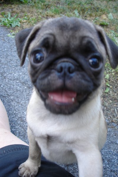 0807/Puppiesoneonme0819.jpg