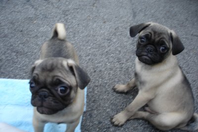 0807/Puppiestwodarkones0819.jpg