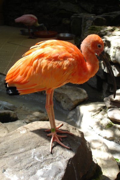 0807/Rochesterzoobird0819.jpg