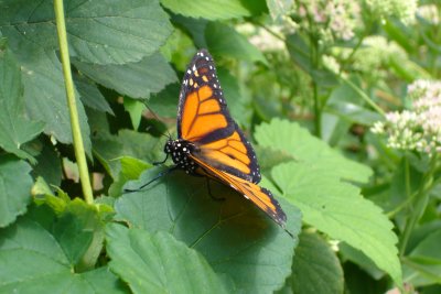 0807/Rochesterzoobutterfly0819.jpg