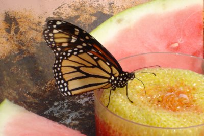 0807/Rochesterzoobutterfly20819.jpg
