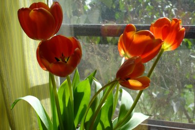 0906/tulipsfromw1501.jpg 0906/tulipsfromw1501.jpg