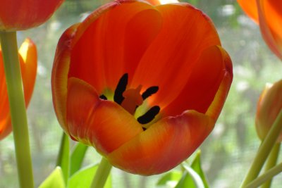 0906/tulipsfromw21515.jpg 0906/tulipsfromw21515.jpg