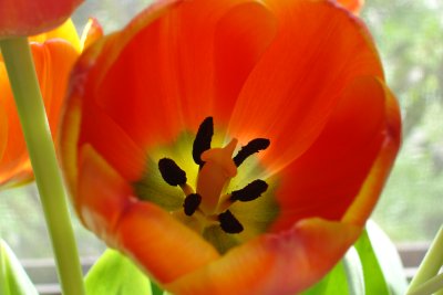 0906/tulipsfromw31527.jpg 0906/tulipsfromw31527.jpg