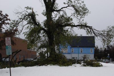1006/downedpostofficetree3721.jpg