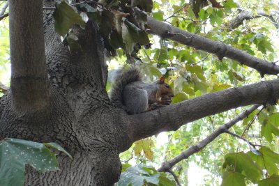 1006/homelesssquirrel3415.jpg