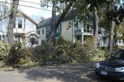 1006/treecleanuppile3305.jpg