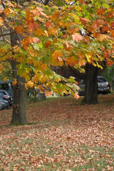 1007/Leaves11014.jpg 1007/Leaves11014.jpg