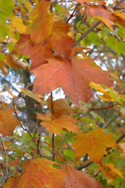 1007/Leaves21014.jpg 1007/Leaves21014.jpg