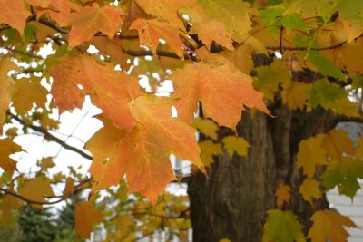 1007/Leaves31014.jpg 1007/Leaves31014.jpg